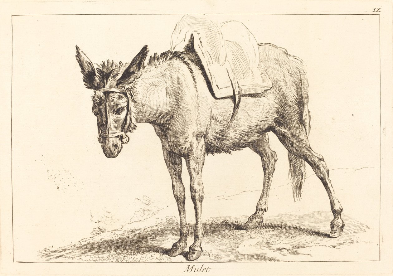 Mulet (öszvér vagy nyerges szamár) alkotó: Jacques Philippe Le Bas and Jean Eric Rehn after Jean Baptiste Oudry