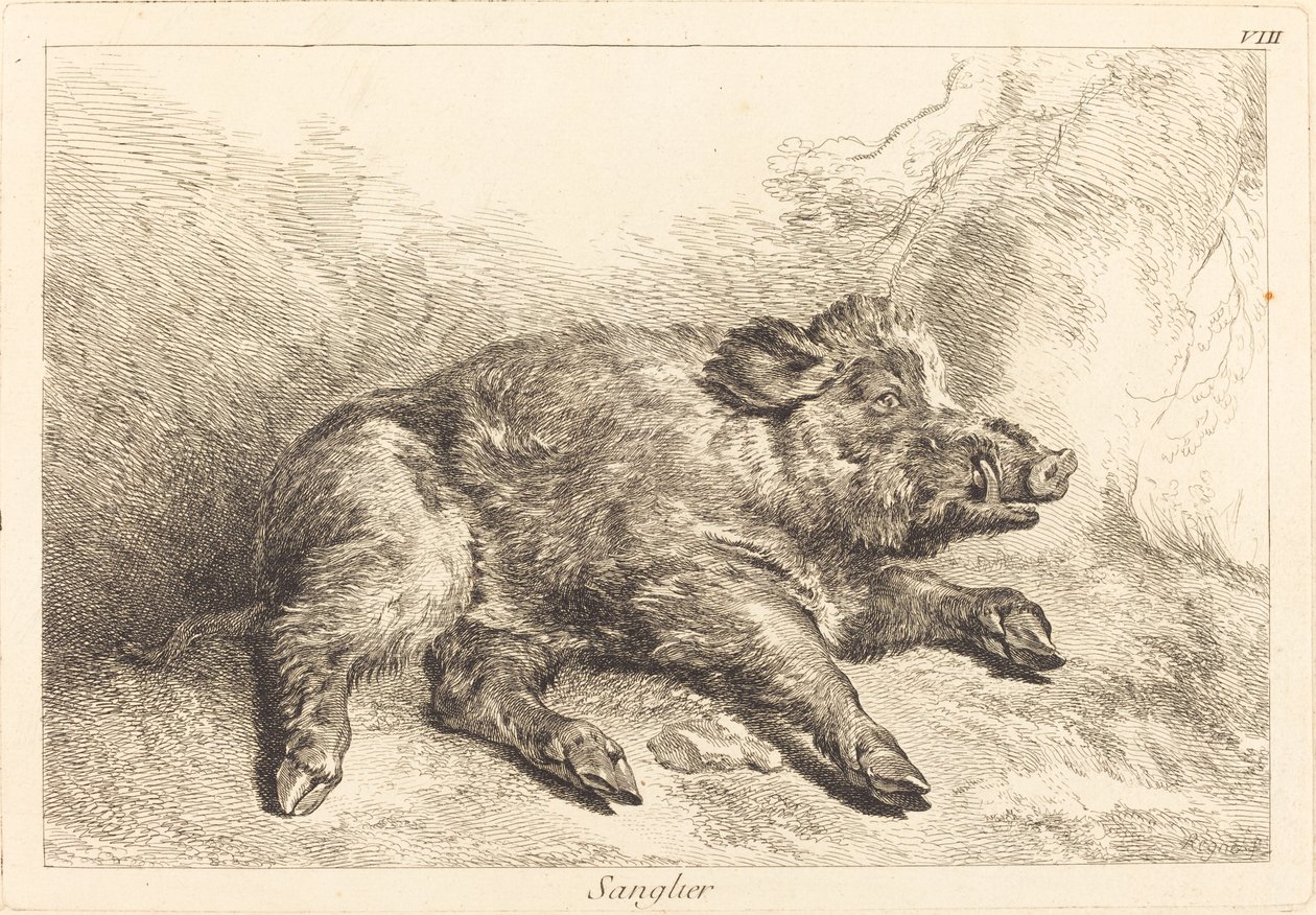 Sanglier (vaddisznó fekve, irány jobbra) alkotó: Jacques Philippe Le Bas and Jean Eric Rehn after Jean Baptiste Oudry