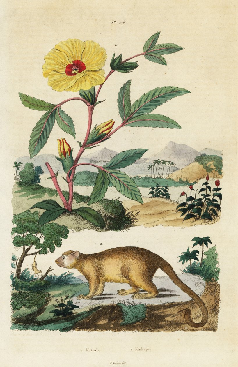 Kinkajou és Roselle. alkotó: Jacques Reyne Isidore Acarie Baron