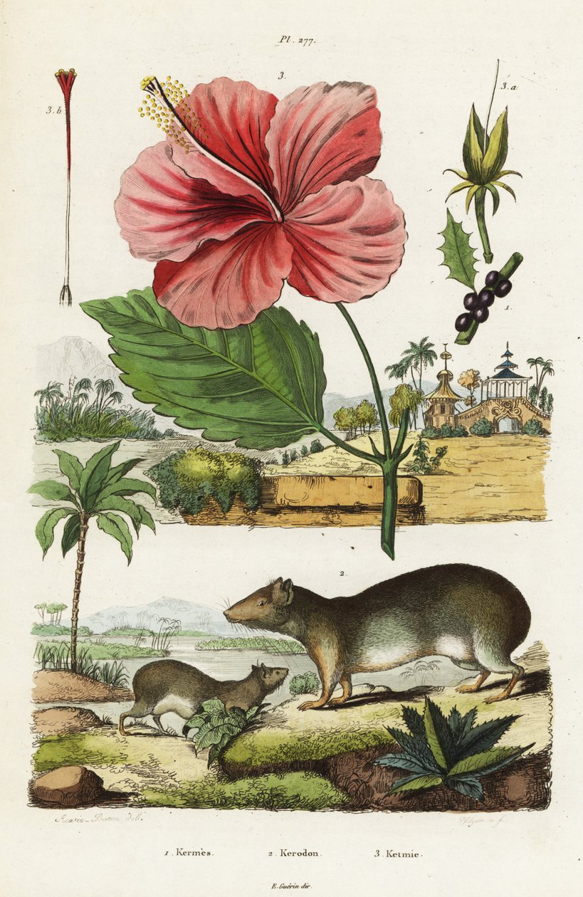 Sziklabarlang és kínai hibiszkusz. alkotó: Jacques Reyne Isidore Acarie Baron