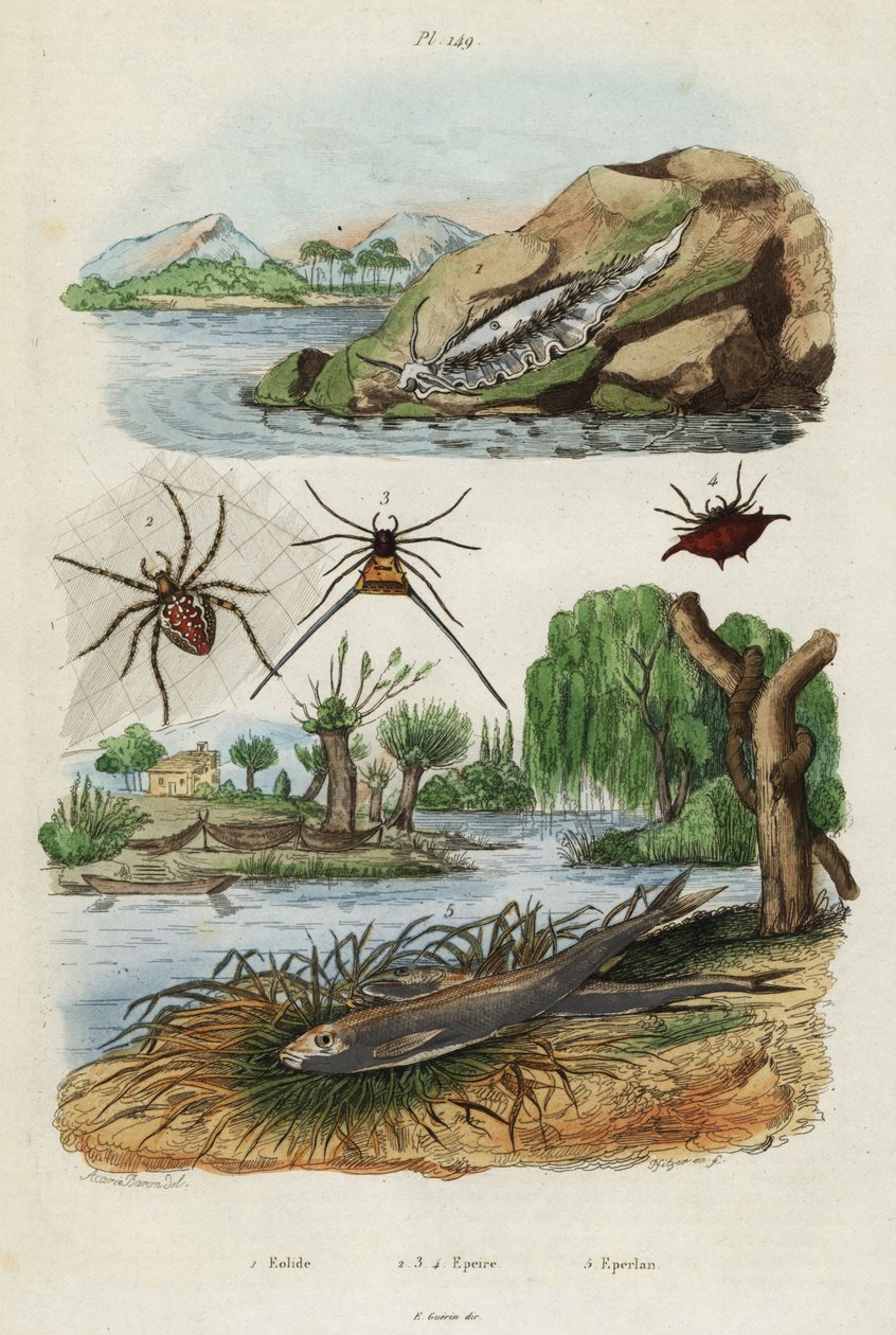 Tengeri csiga, kerti pók és európai szaga., 1834-1839 (metszet) alkotó: Jacques Reyne Isidore Acarie Baron