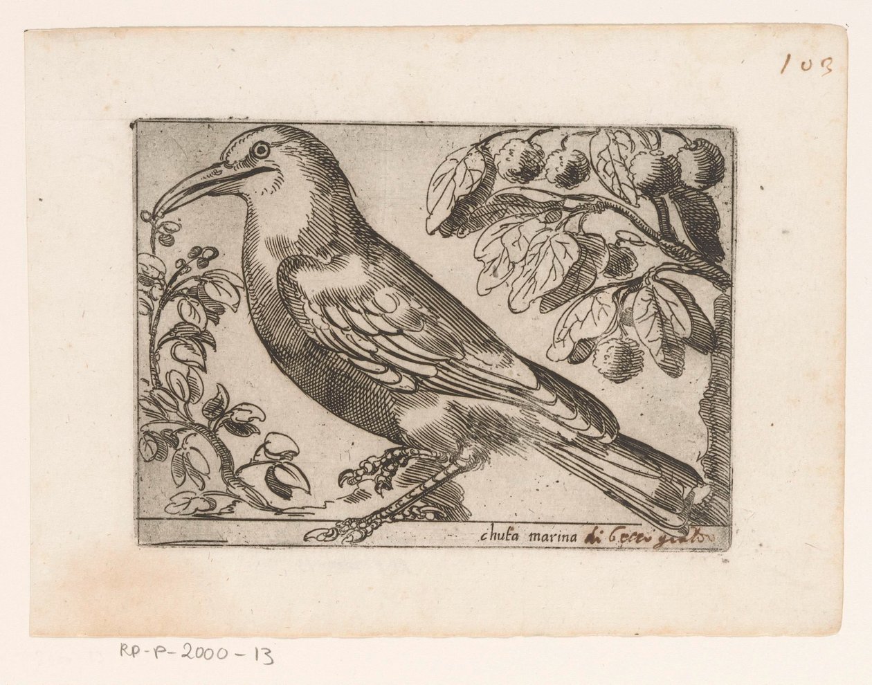 Vogel Chuta marina (cím a tárgyon) Vogels (sorozat címe) alkotó: Jacques de Fornazeris (possibly)