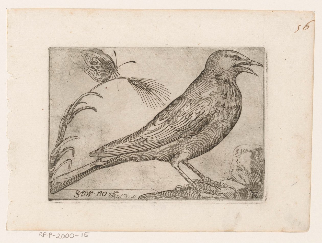 Seregély (Sturnus vulgaris) Storno (cím az objektumon) Madarak (sorozat címe) alkotó: Jacques de Fornazeris
