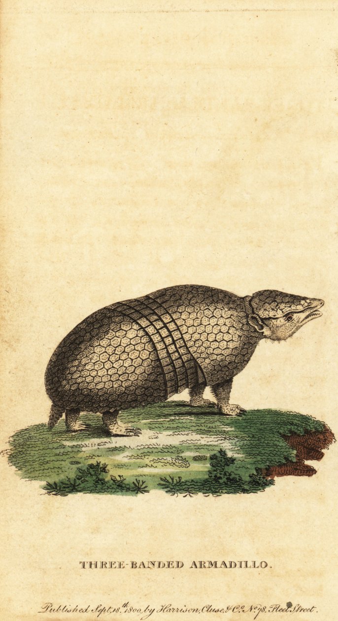 Brazil háromsávos tatu, Tolypeutes tricinctus, 1800 (metszet) alkotó: Jacques de Seve