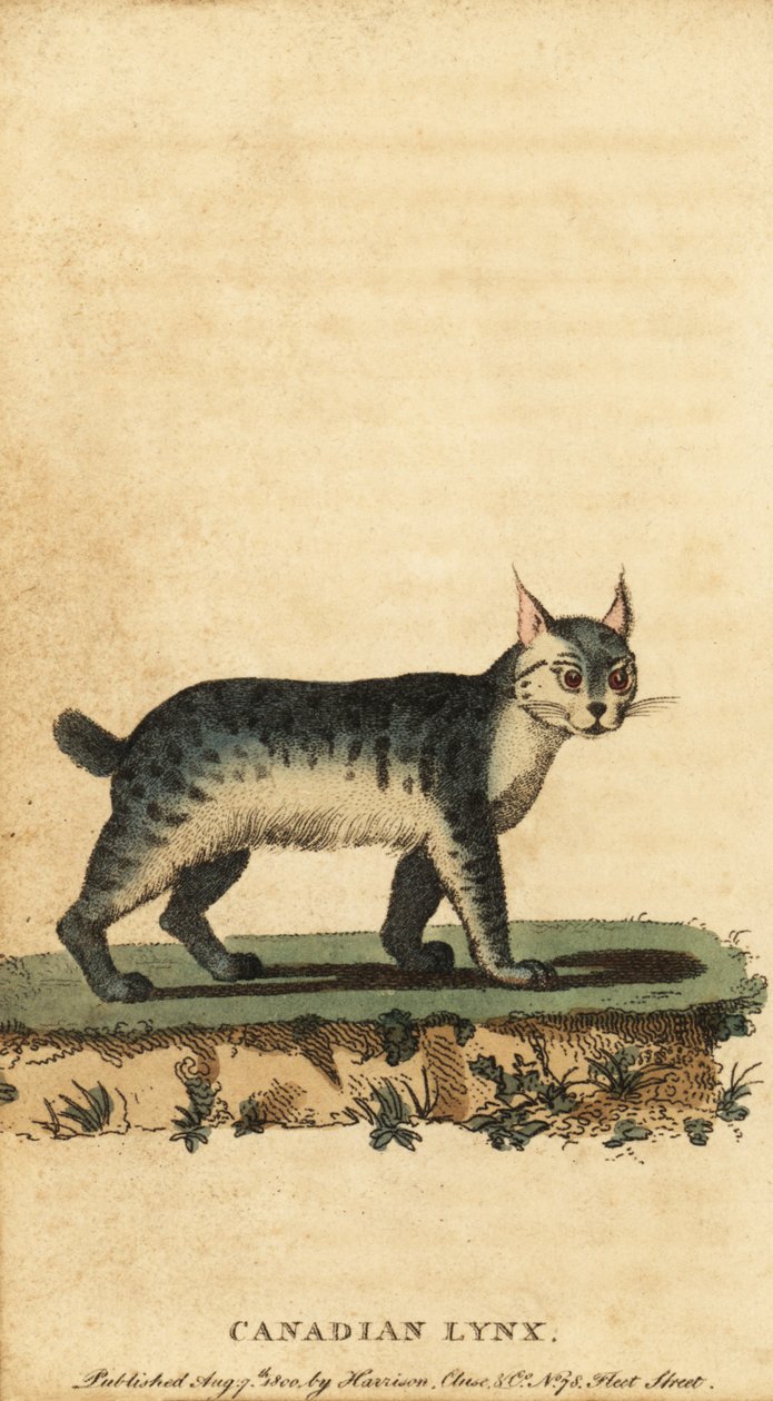 Kanadai hiúz, Lynx canadensis.,1800 (metszet) alkotó: Jacques de Seve