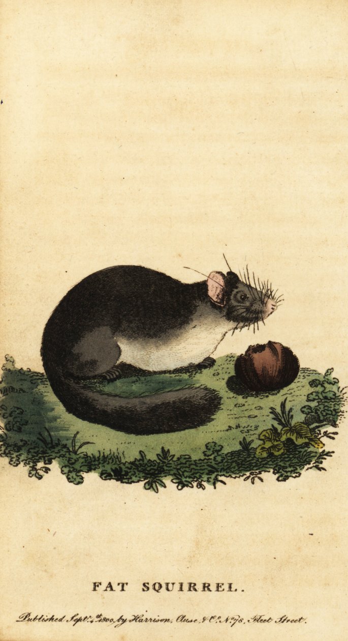Ehető dormouse vagy kövér dormouse, Glis glis.,1800 (metszet) alkotó: Jacques de Seve