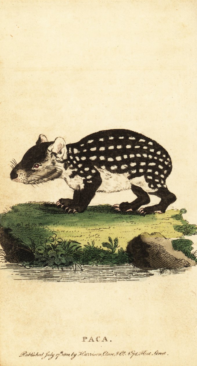 Alföldi paca vagy foltos paca, Cuniculus paca.,1800 (metszet) alkotó: Jacques de Seve