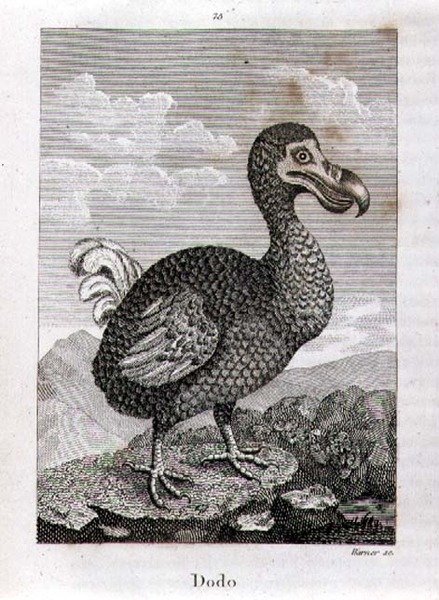 A Dodo, Oliver Goldsmith „A Föld és az animált természet története” című művéből, Londonban jelent meg alkotó: Jacques de Seve