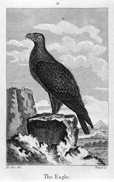 The Eagle, Oliver Goldsmith „A Föld és az animált természet története” című művéből, Londonban jelent meg alkotó: Jacques de Seve