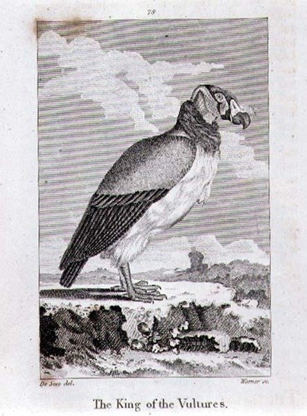 A keselyűk királya, a "Föld története és az animált természet" című könyvéből, Oliver Goldsmithtől, megjelent Londonban alkotó: Jacques de Seve