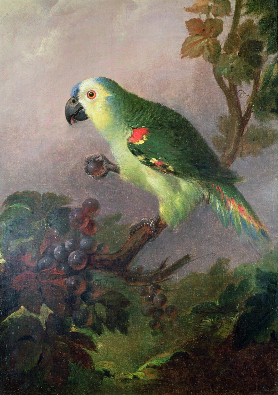 A papagáj alkotó: Jakob Bogdani or Bogdany