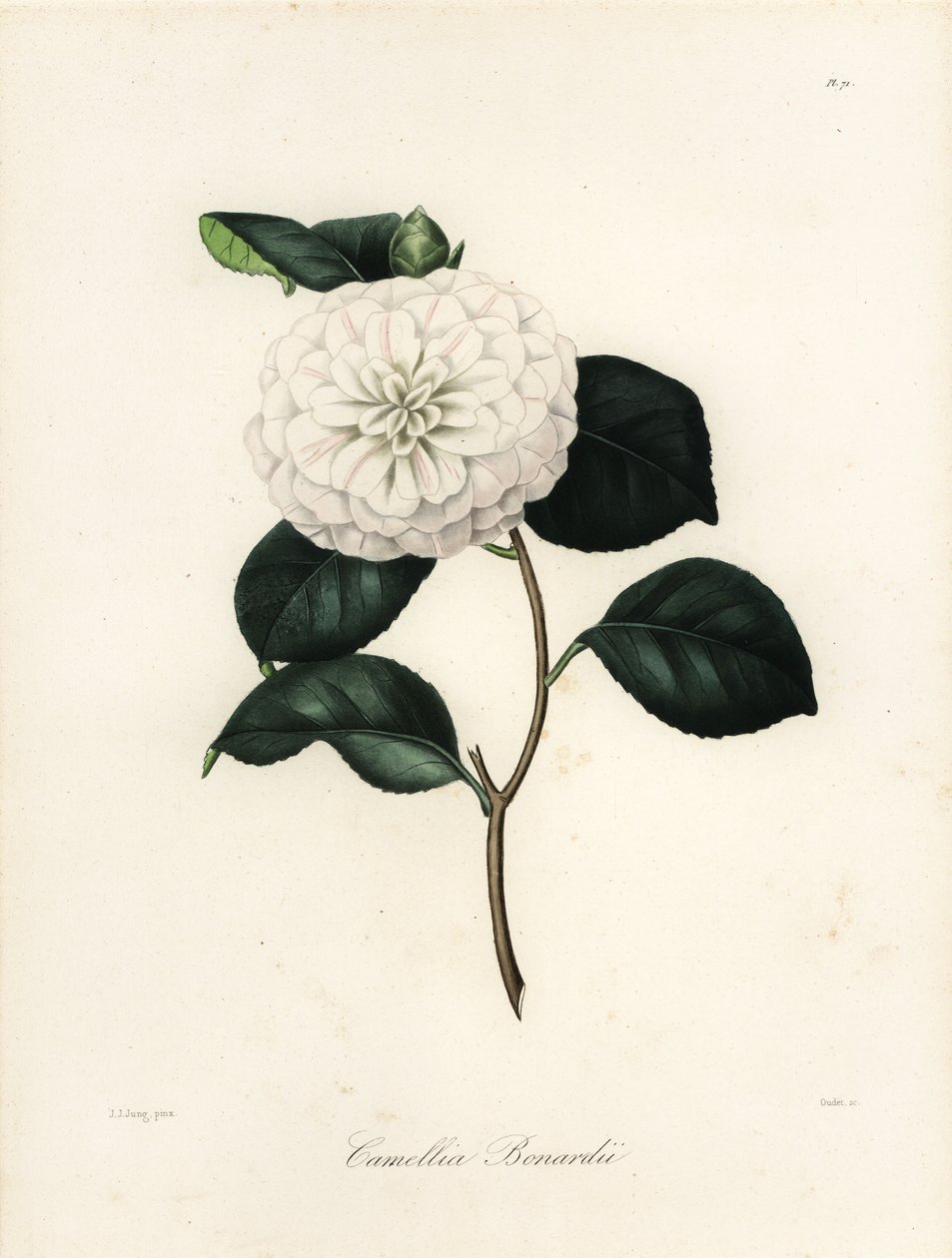 Camellia japonica fajta, Camellia bonardii vagy Camellia bonnardii alkotó: Jakob (after) Jung