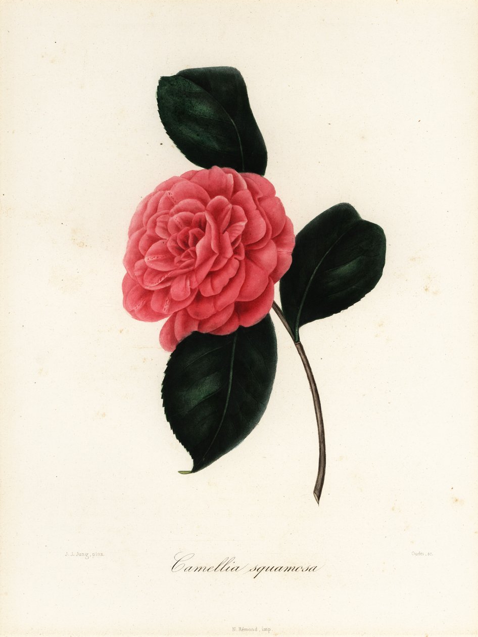 Camellia japonica fajta, Camellia squamosa vagy Camellia squammosa alkotó: Jakob (after) Jung