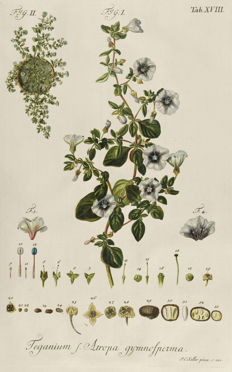Convolvulus: Teganium f. Atropa gymnosperma from "Plantae Rariores" alkotó: Jakob Christoph Keller