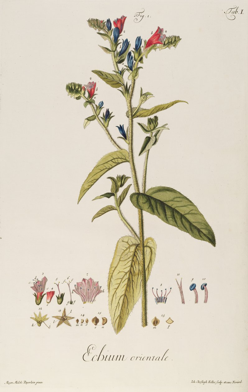 Echium: Orientale from "Icones Plantarum", c.1763 (engraving) alkotó: Jakob Christoph Keller