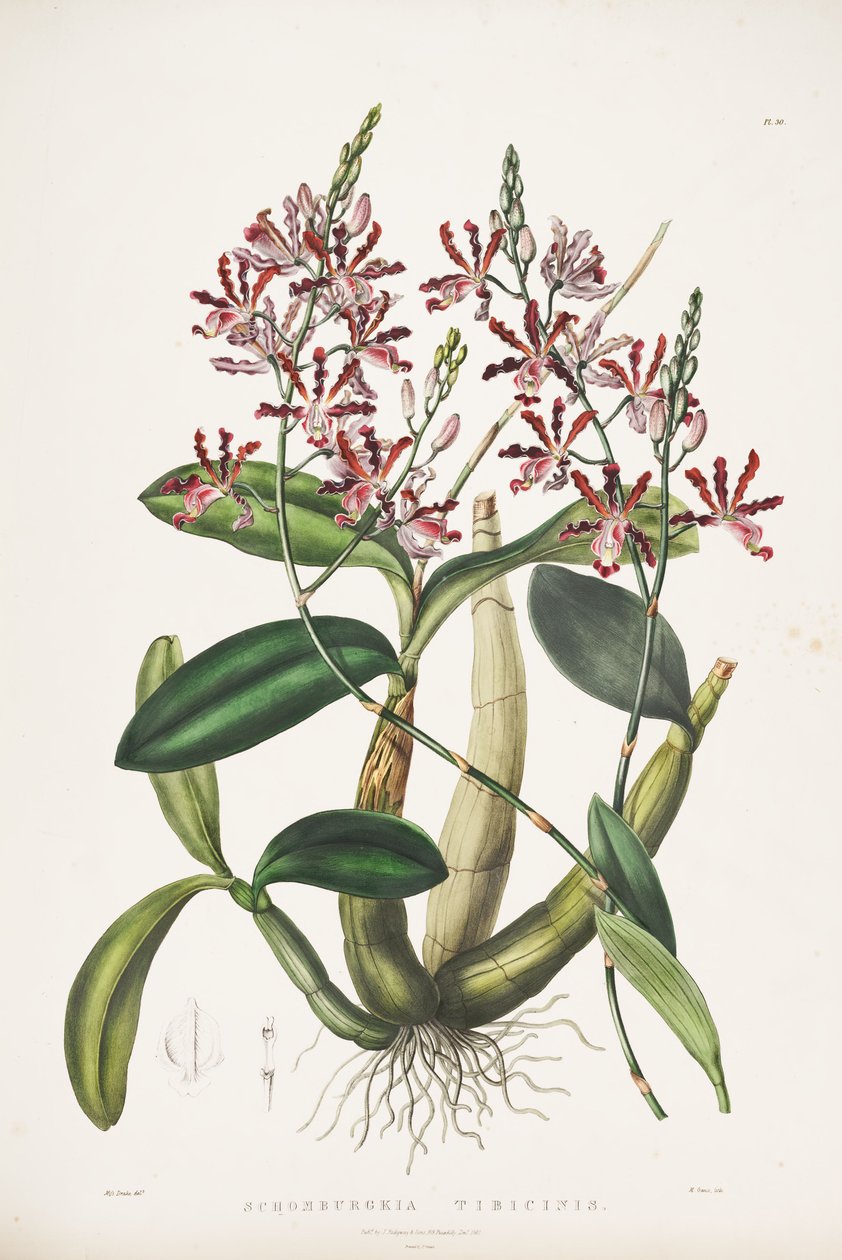Illusztráció: Myrmecophila tibicinas mint syn. Schomburgkia flutis alkotó: James Bateman