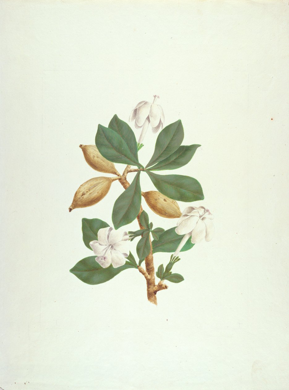 Aquariti (levelek, virágok és gyümölcsök) (guache, grafit, papíron) alkotó: James Bruce