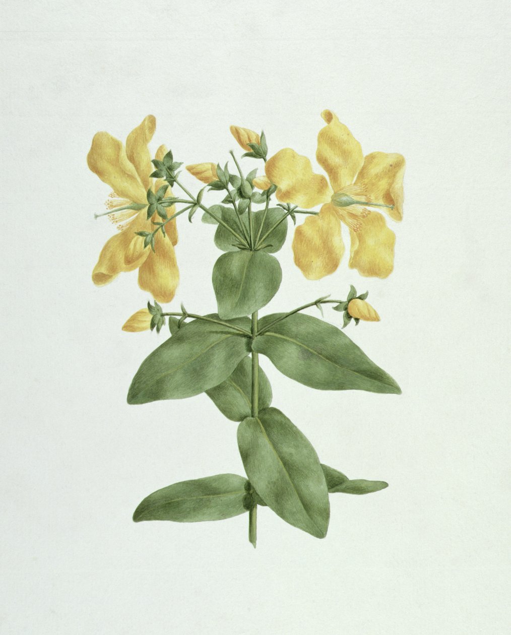 Feel-Fetch (Hypericum quartinianum) (wc grafit felett papíron) alkotó: James Bruce