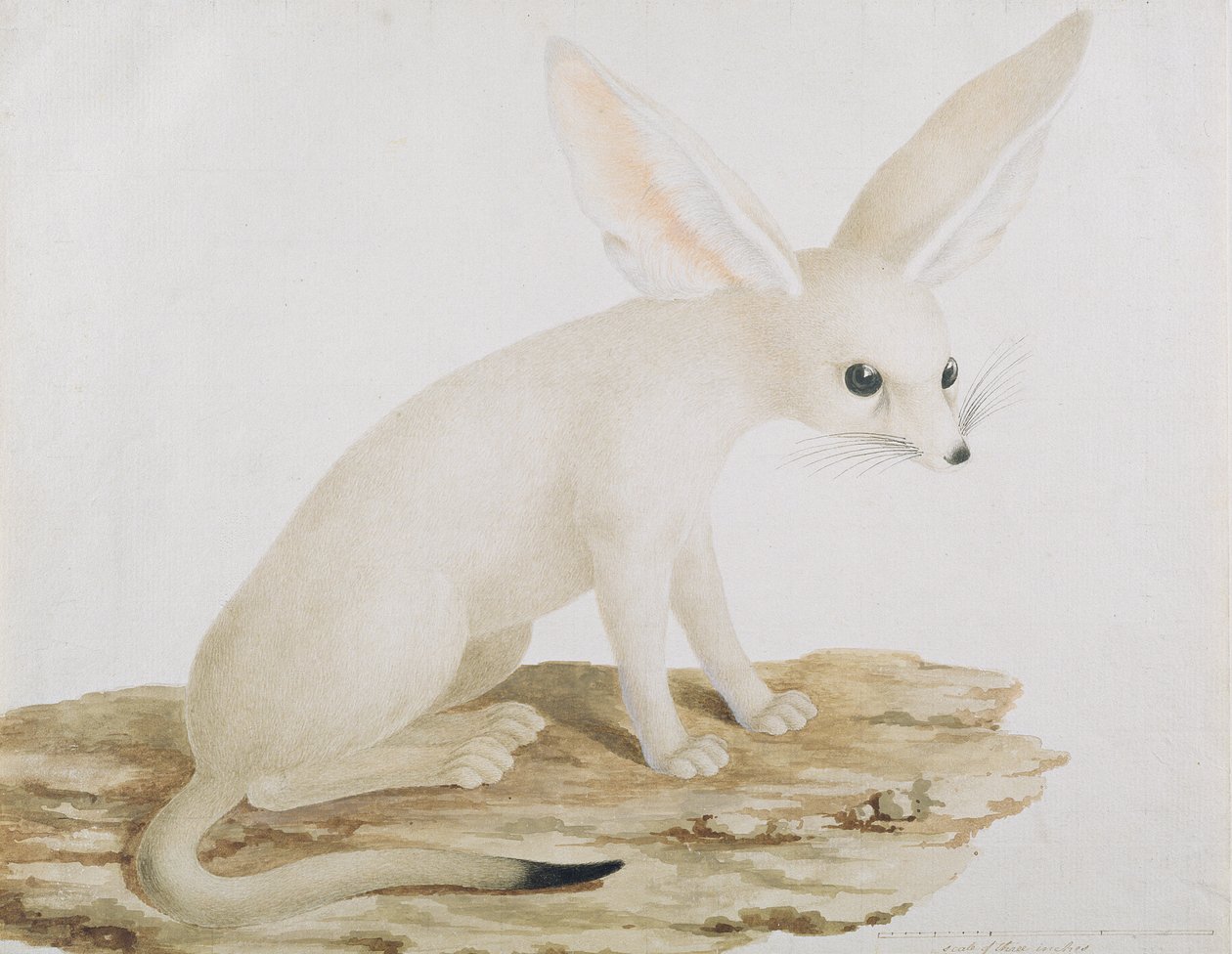 Fennec No. 3 Illusztráció eredetije Utazások Abesszínián keresztül (wc és tinta papíron) alkotó: James Bruce