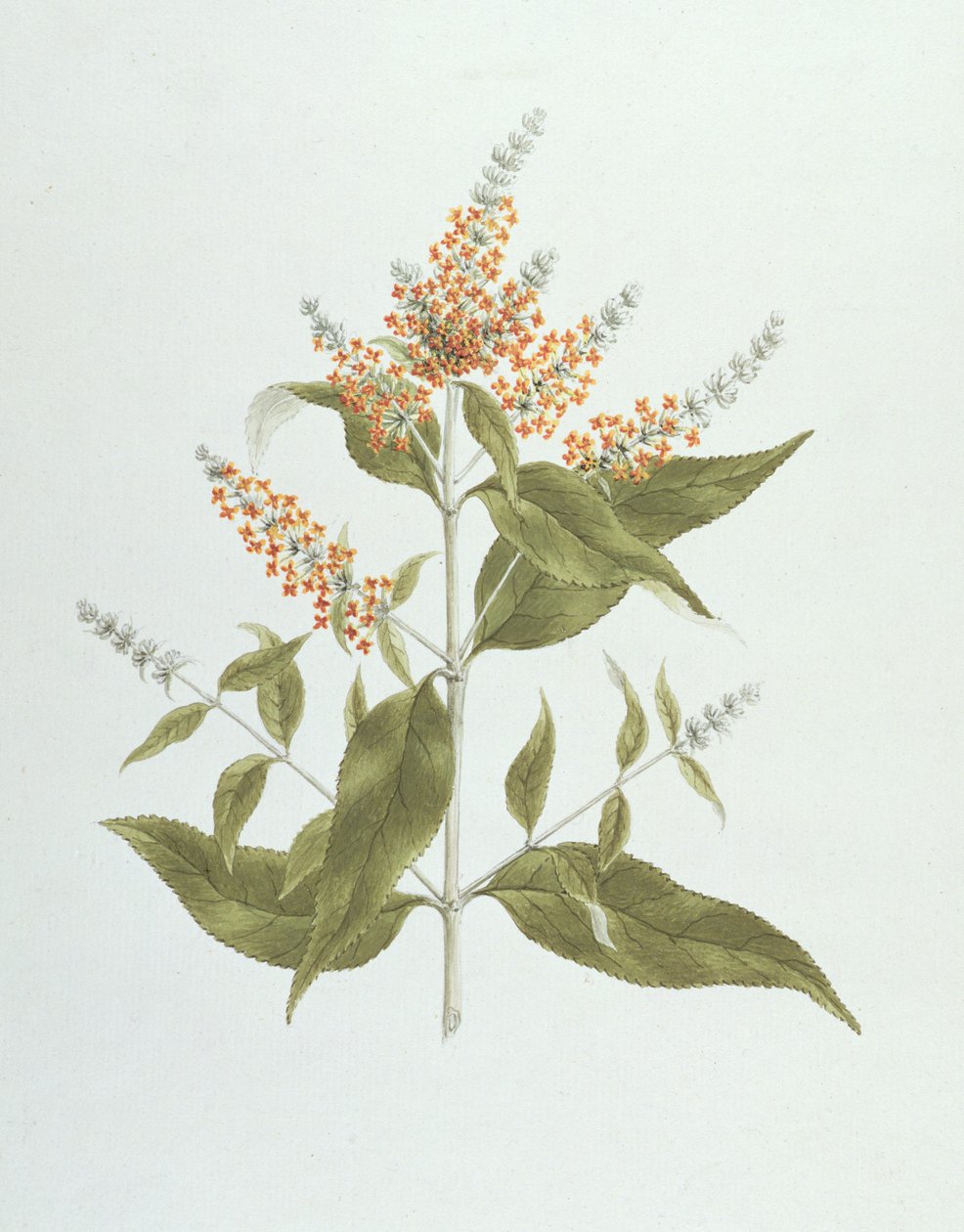 Umtar (Buddleia polystachya) (wc grafit fölött, papíron) alkotó: James Bruce
