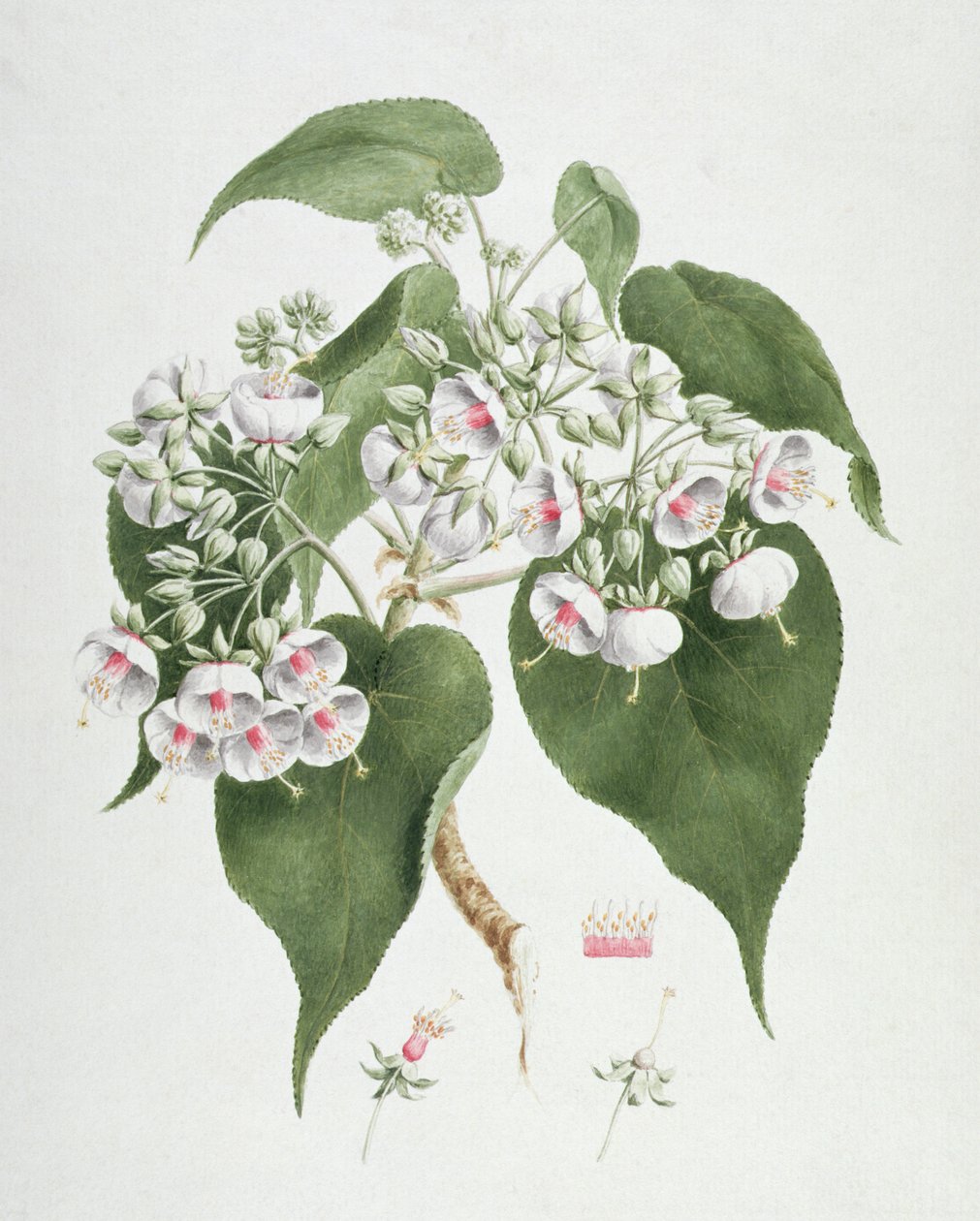 Walkuffa No.5 Dombeya torrida (wc grafit felett, papíron) alkotó: James Bruce