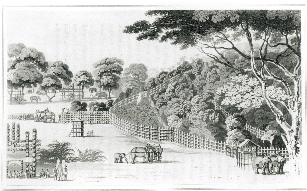 Elephant Snare at Kotawy, I. kötet James Cordiner „Ceylon leírása” című művéből, 1807-ben alkotó: James Cordiner