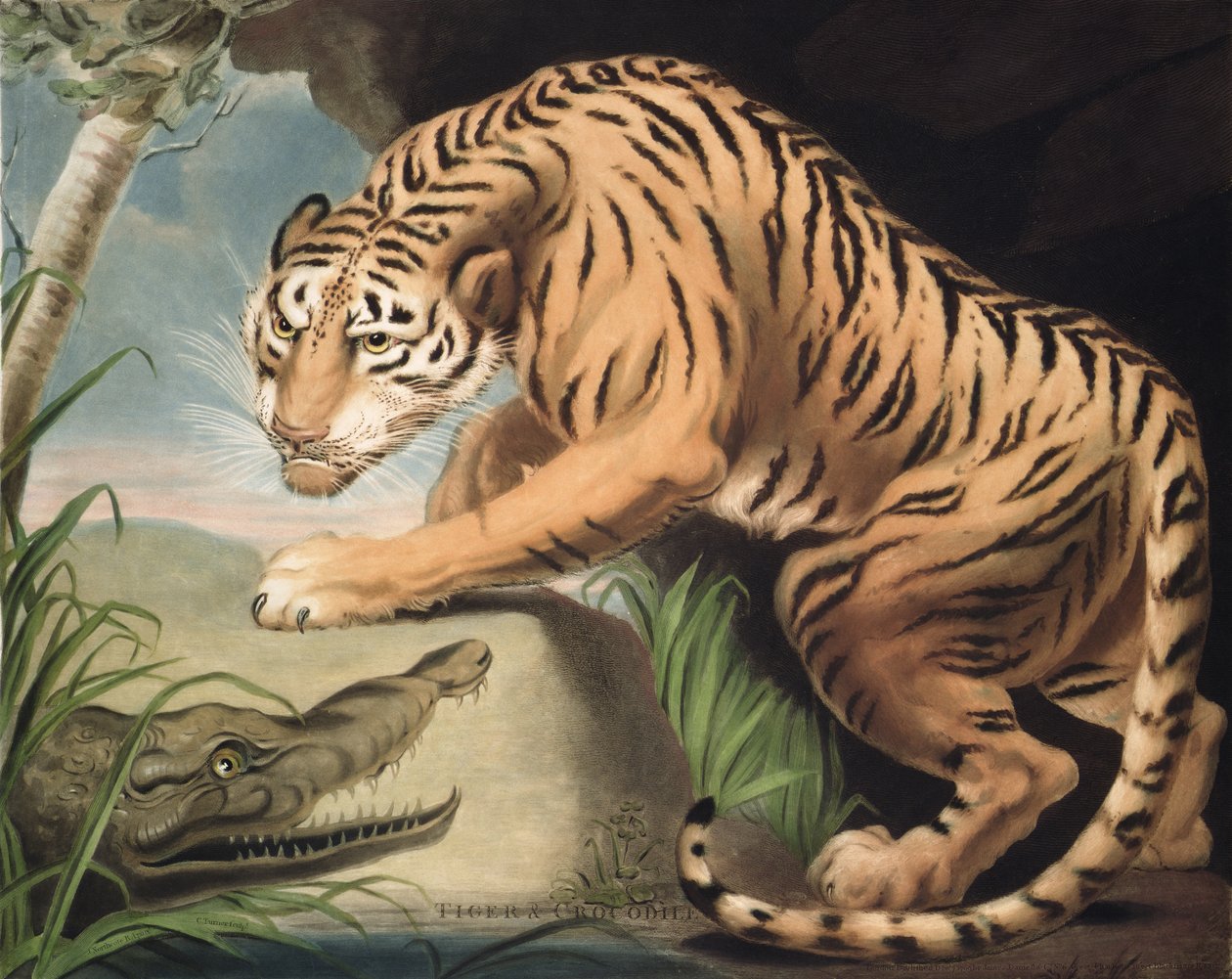 Tigris és krokodil, vésette Charles Turner (1773-1857), kocsma. James Daniell und Co., 1799 (mezzotinta metszet) alkotó: James Northcote