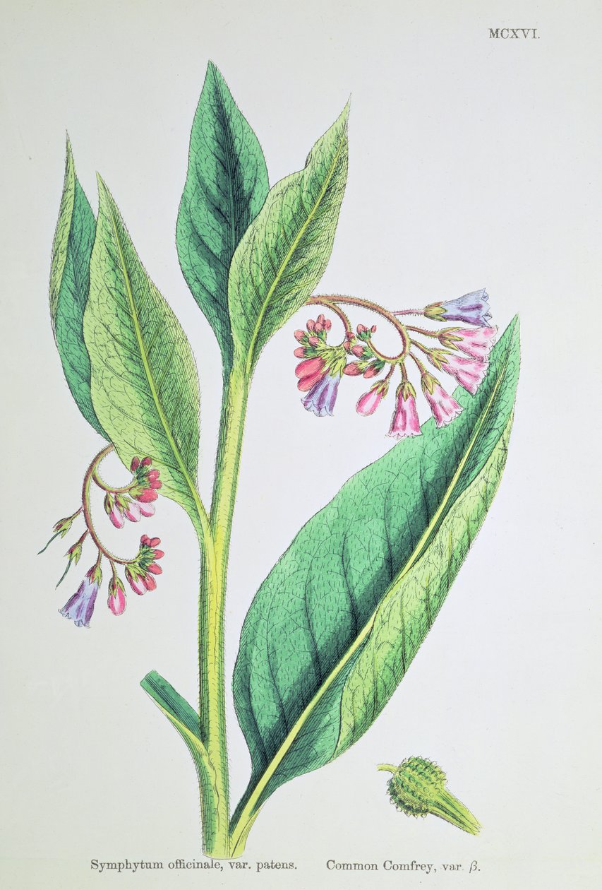 Közönséges komfű, MCXVI. tányér, 1800 körül alkotó: James Sowerby