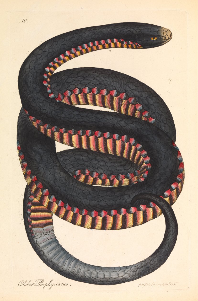 Bíbor oldalú kígyó, Coluber porphyriacus alkotó: James Sowerby