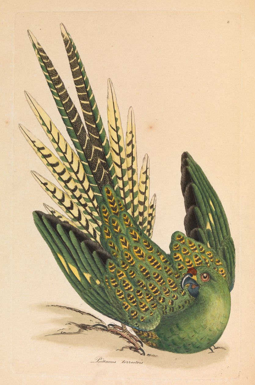 Őrölt papagáj, Psittacus terrestris alkotó: James Sowerby