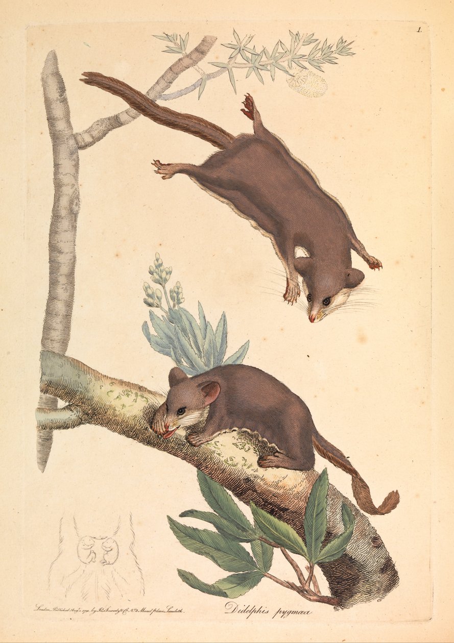 Pygmy Opossum, Didelphis pygmaeus alkotó: James Sowerby