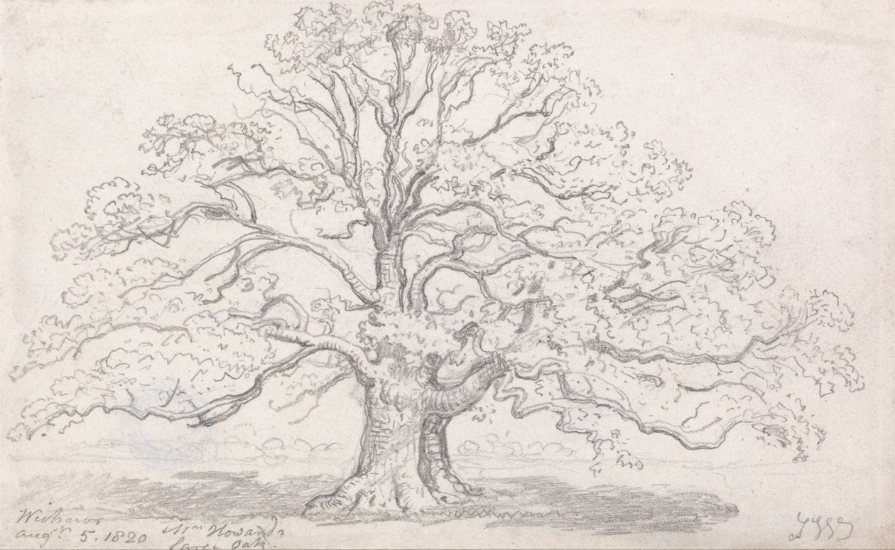 Mr. Howards nagy tölgy, 1820. augusztus 5 alkotó: James Ward