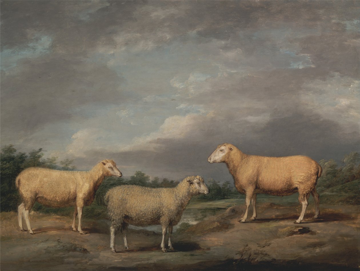 Ryeland Sheep, a király kos, a Kings Ewe és Lord Somerville Weather alkotó: James Ward