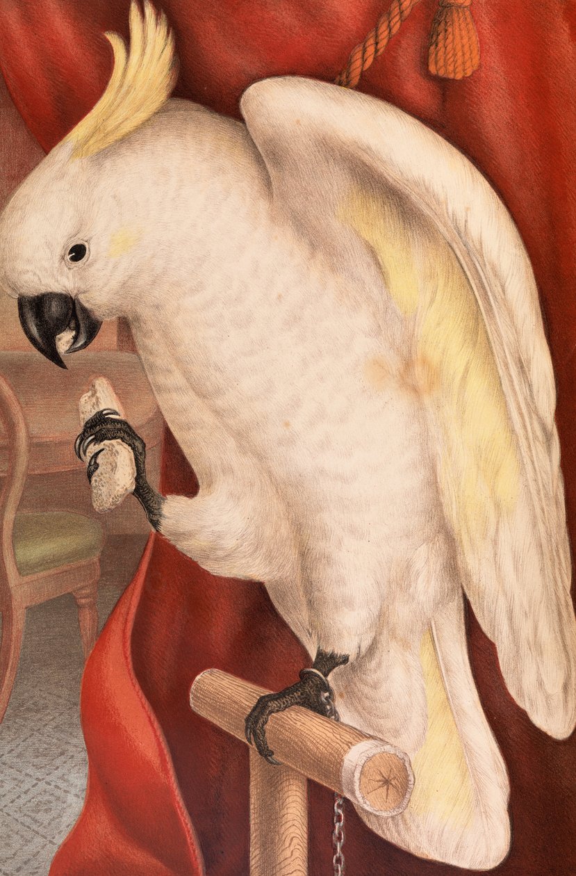 Nagy kénes tarajos kakadu, Plyctolophus galeritus alkotó: James Whitley Sayer