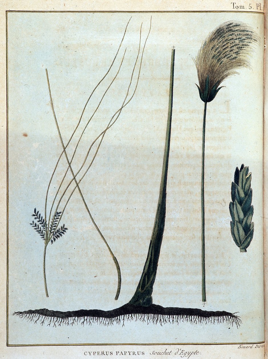 Cyperus papyrus, Egyiptom törzse – a „” Utazás Núbiába és Abesszíniába című könyvében a Nílus forrásainak felfedezésére vállalkozott 1768 és 1772 között”, James Bruce, vol. 1, Párizs alkotó: James Bruce