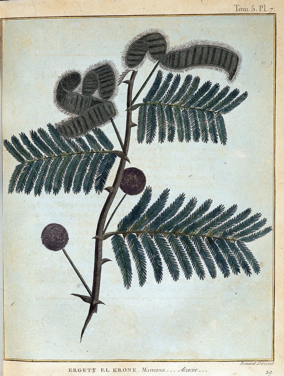 Ergett el Krone, mimóza - akác - a „” Utazás Núbiában és Abesszíniában, a Nílus forrásainak felfedezésére vállalkozott 1768 és 1772 között”, James Bruce, vol. 1, Párizs alkotó: James Bruce