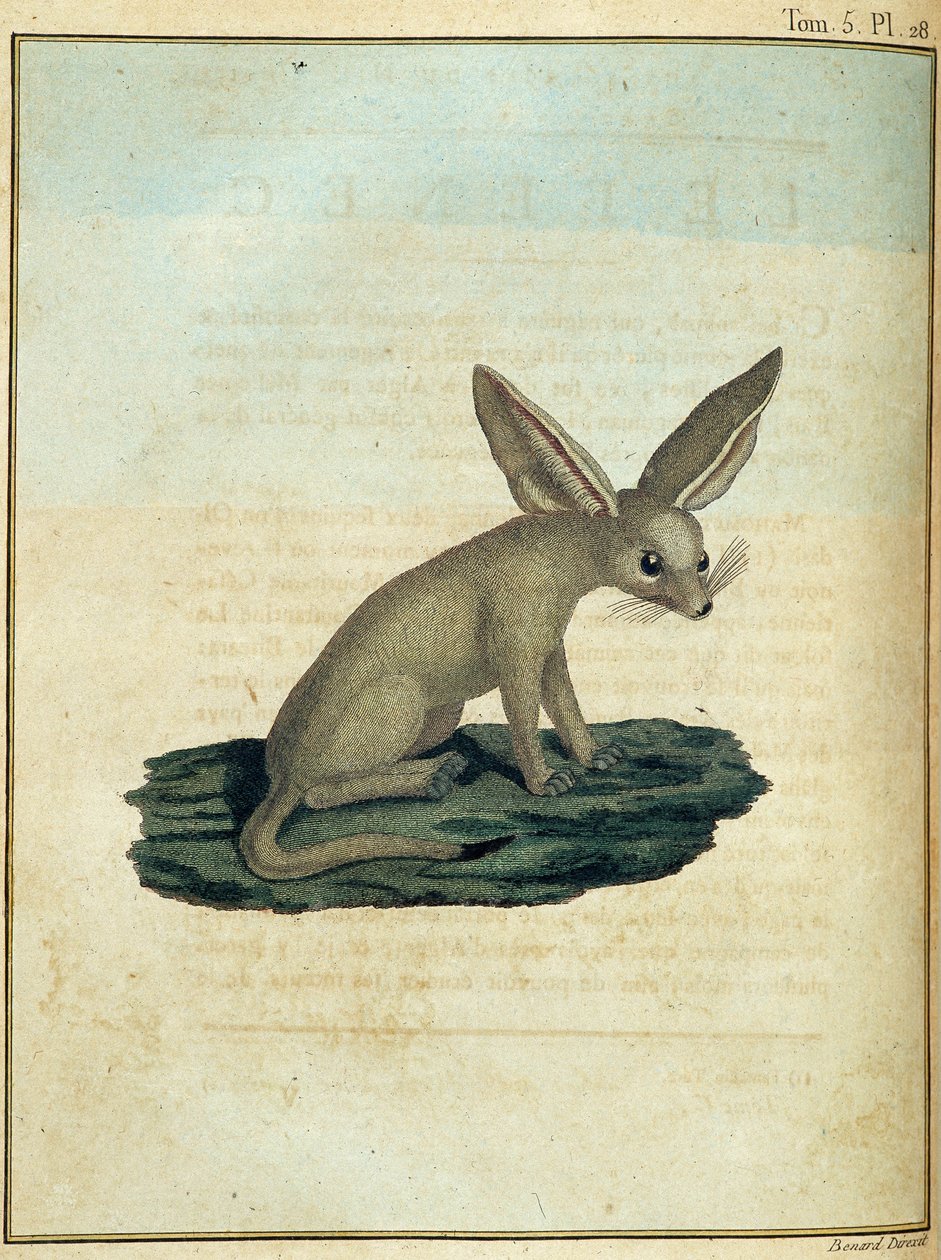 Fennec – a „” Utazás Núbiába és Abesszíniába című filmben a Nílus forrásainak felfedezésére vállalkozott 1768 és 1772 között”, James Bruce, vol. 1, Párizs alkotó: James Bruce