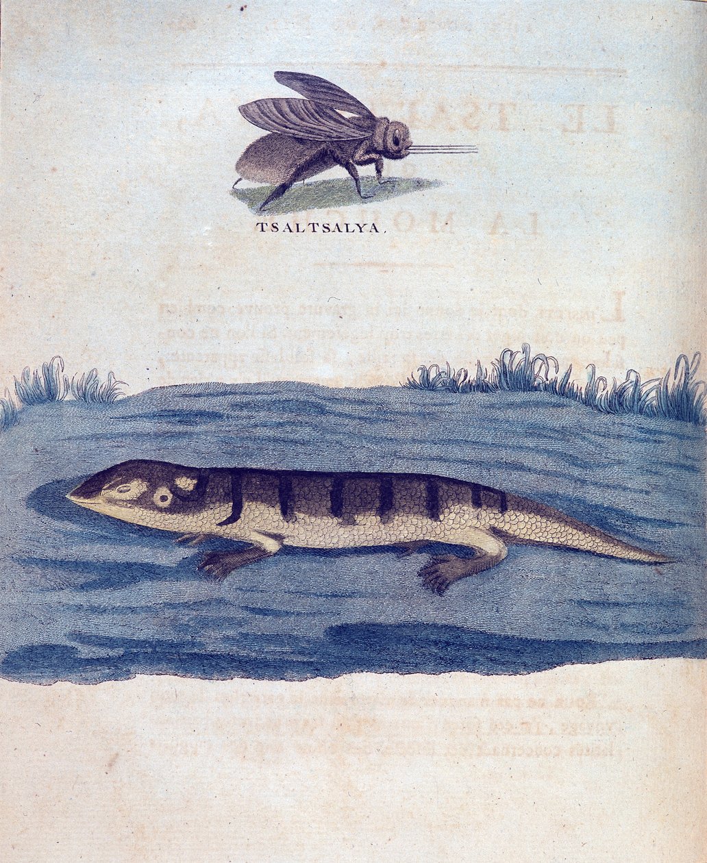 Légy és lezard – a „” Utazás Núbiában és Abesszíniában a Nílus forrásainak felfedezésére vállalkozott 1768 és 1772 között”, James Bruce, Párizs alkotó: James Bruce