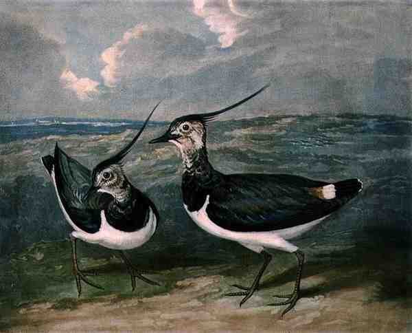 Lile, a British Feather Game 9. táblája, metszett: Charles Turner (1773-1857), pub. R. Ackermann, 1810 körül (mezzotinta metszet) alkotó: James (after) Barenger