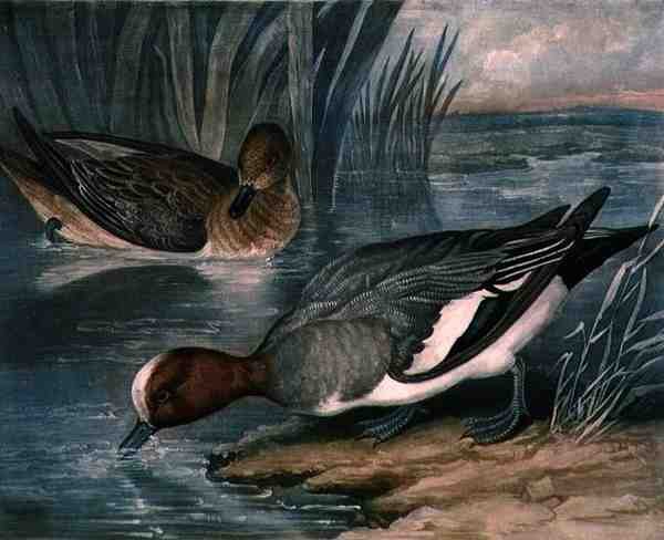 Widgeons, a British Feather Game 6. táblája, vésette Charles Turner (1773-1857), pub. R. Ackermann, 1810 körül (mezzotinta metszet) alkotó: James (after) Barenger