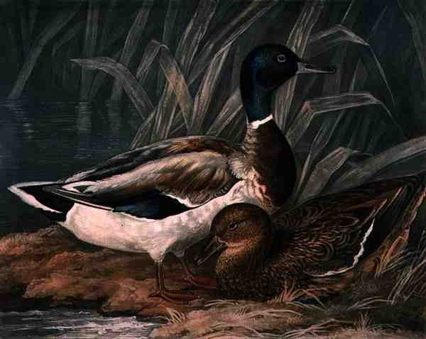 Wild Ducks, a British Feather Game 5. táblája, vésette Charles Turner (1773-1857), pub. R. Ackermann, 1810 körül (mezzotinta metszet) alkotó: James (after) Barenger