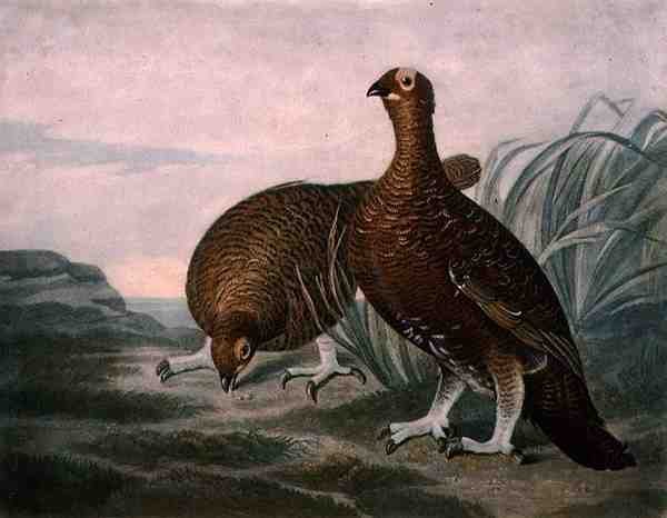 Red Grouse, a British Feather Game 8. táblája, metszet: Charles Turner (1773-1857), kiadó: R. Ackermann, 1810 körül (metszet). alkotó: James (after) Sillett