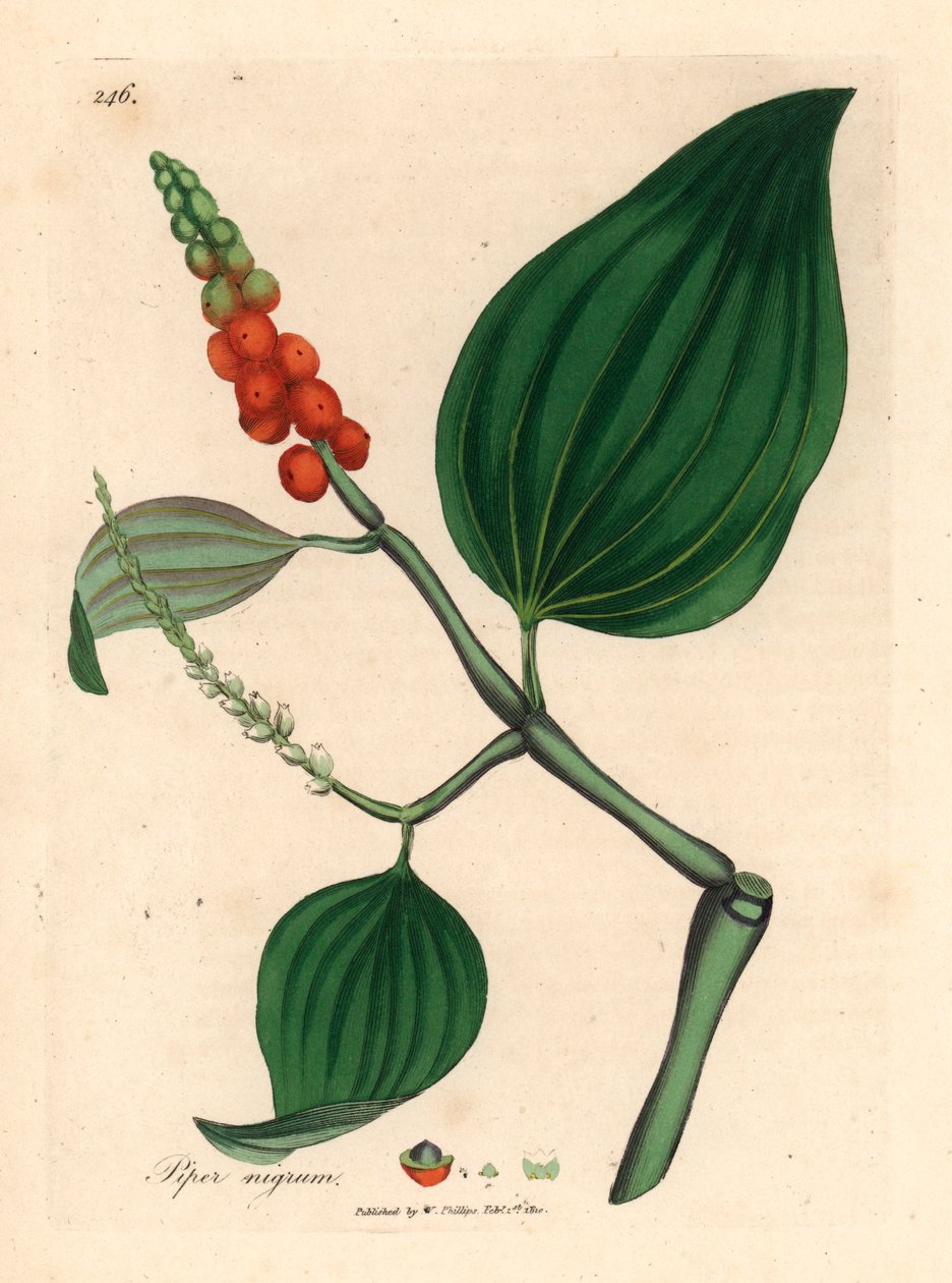 Fekete bors, Piper nigrum, James Sowerby botanikai illusztrációjából William Woodville-ből és Sir William Jackson Hooker "Medical Botany" 1832-ből (kézszínű rézmetszet) alkotó: James (after) Sowerby