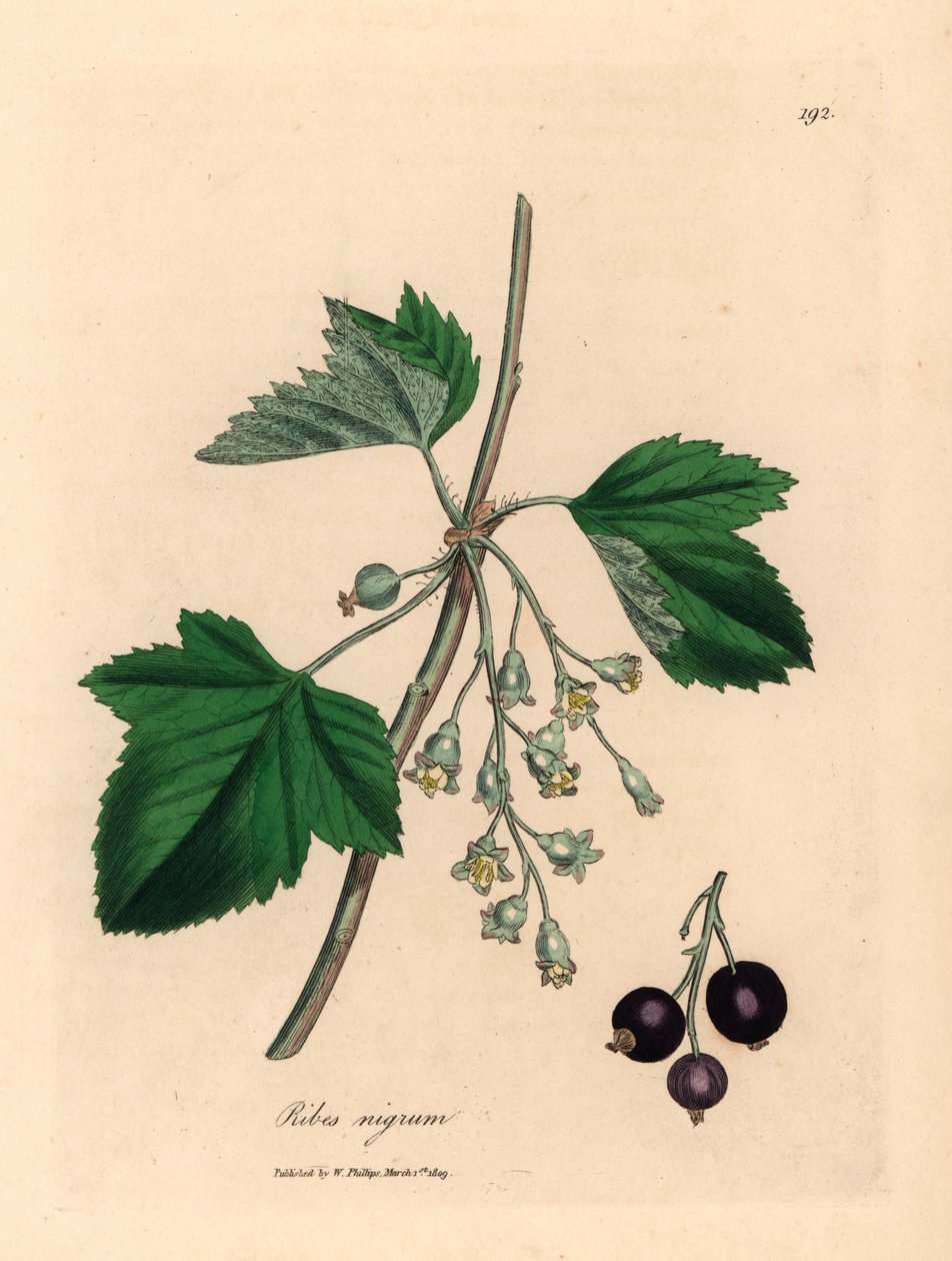 Fekete ribizlifa, Ribes nigrum, James Sowerby botanikai illusztrációjáról William Woodville-ből és Sir William Jackson Hooker "Medical Botany" című művéből 1832 (kézszínű rézmetszet) alkotó: James (after) Sowerby