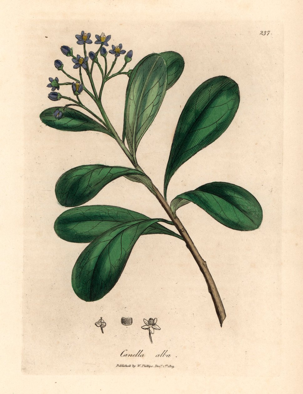 Kék virágú, babérlevelű canella, Canella alba, Canella winterana, James Sowerby botanikai illusztrációjából William Woodville-ből és Sir William Jackson Hooker "Orvosi botanikája" 1832-ből (kézszínű rézmetszet) alkotó: James (after) Sowerby