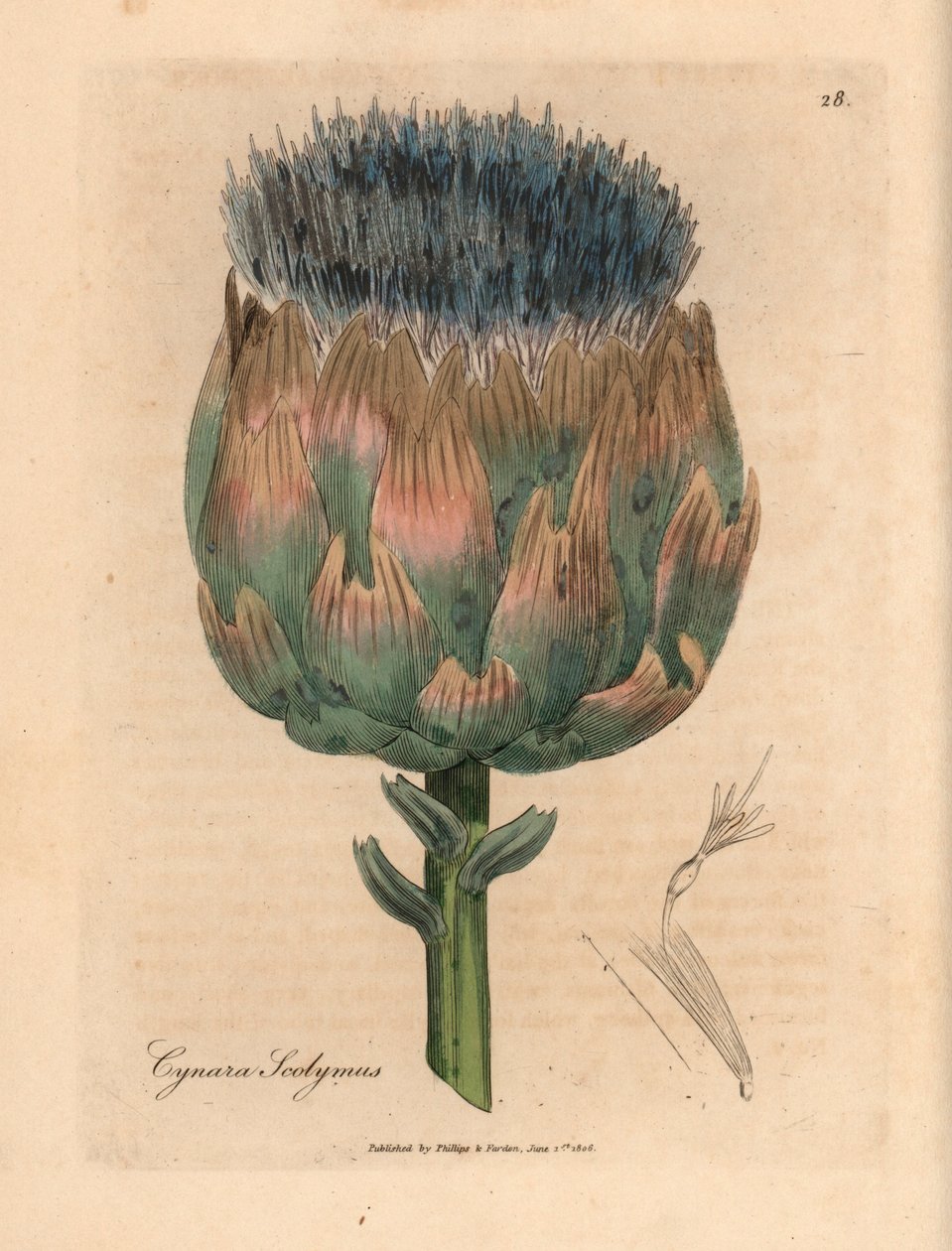 Kék és lila virágú articsóka, Cynara scolymus, James Sowerby botanikai illusztrációjáról William Woodville-ből és Sir William Jackson Hooker "Medical Botany" 1832-es művéből (kézszínű rézmetszet) alkotó: James (after) Sowerby