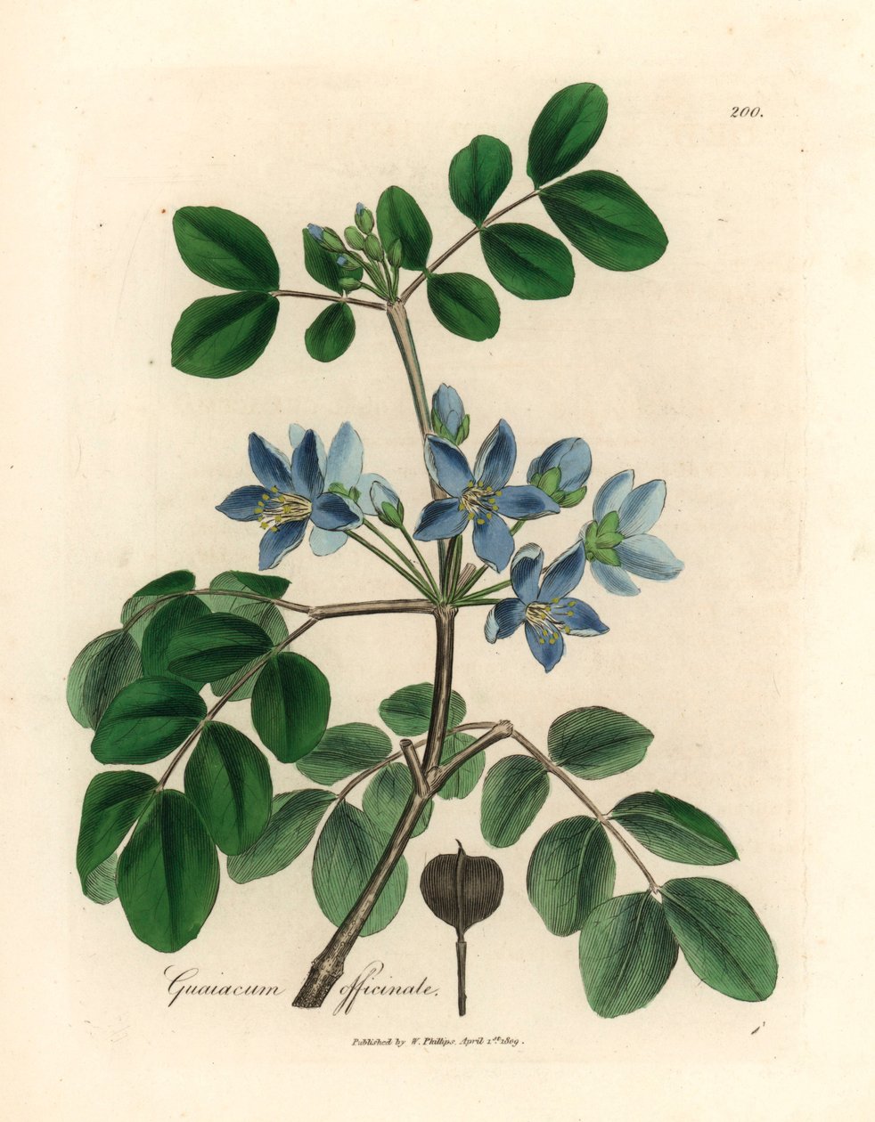 Kék virágú Guaiacum officinale, James Sowerby botanikai illusztrációjából William Woodville-ből és Sir William Jackson Hooker "Orvosi botanikája" 1832-ből (kézszínű rézmetszet) alkotó: James (after) Sowerby