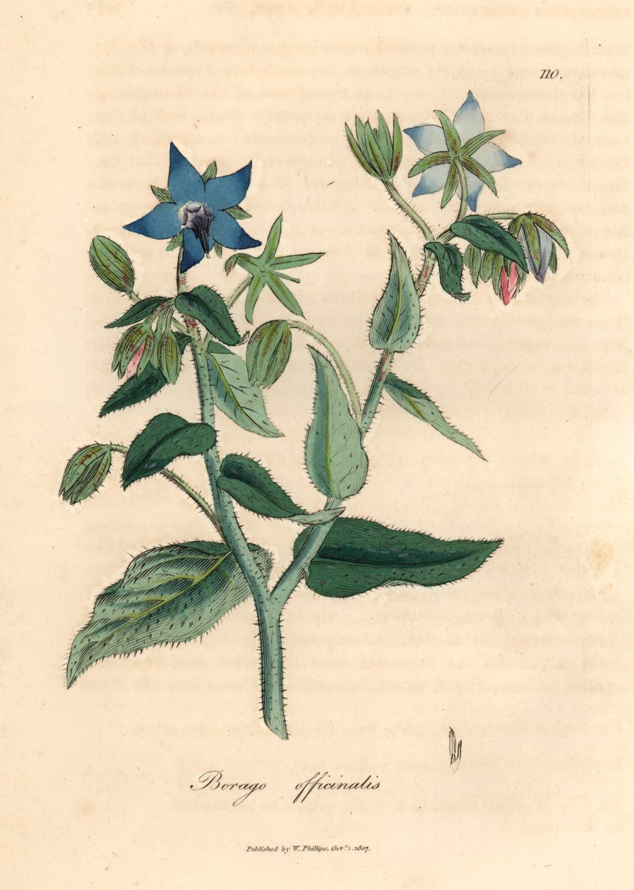 Kékvirágú borágó, Borago officinalis, James Sowerby botanikai illusztrációjáról William Woodville-ből és Sir William Jackson Hooker "Medical Botany" című művéből 1832 (kézszínű rézmetszet) alkotó: James (after) Sowerby
