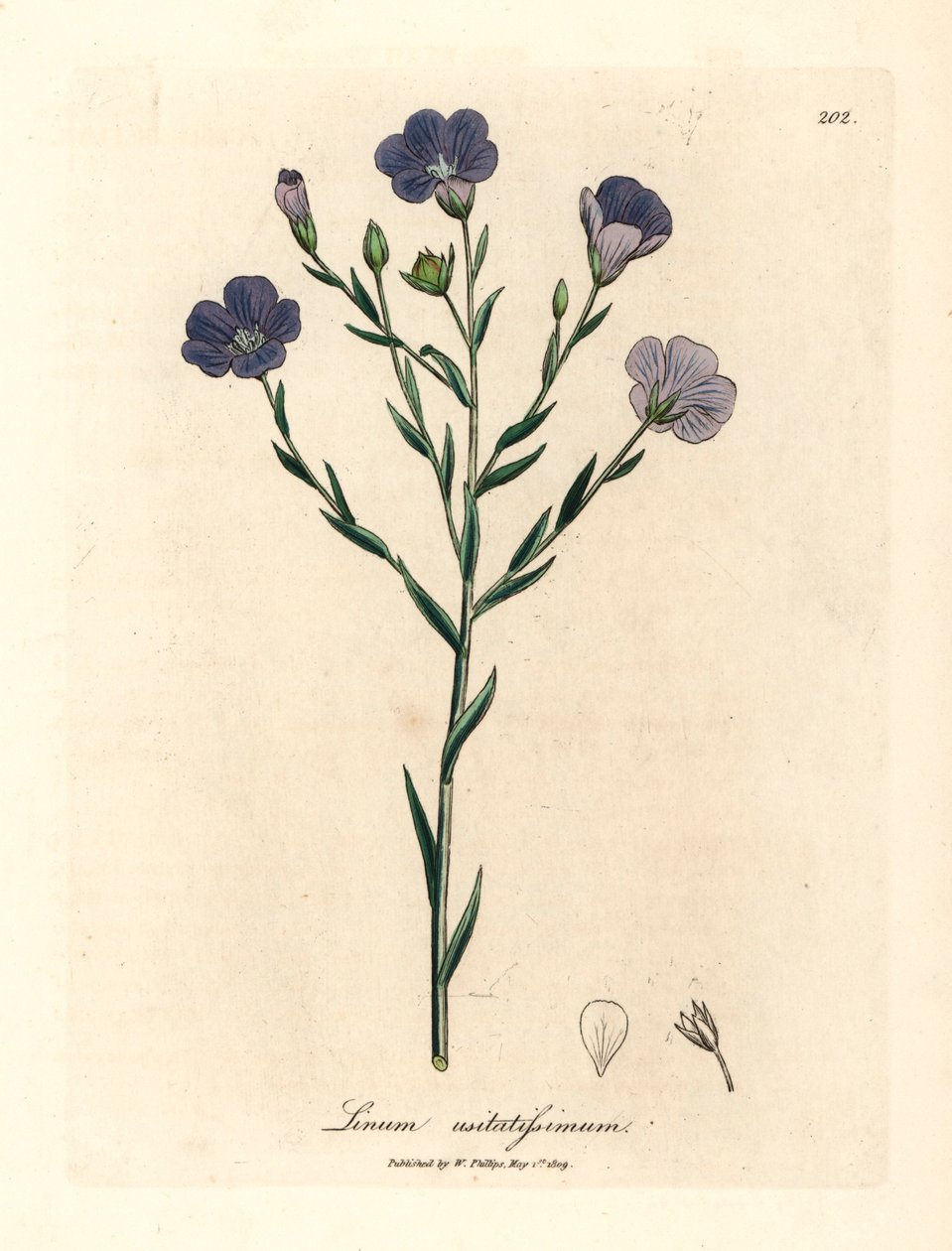 Kék virágú len, Linum usitatissimum, James Sowerby botanikai illusztrációjából William Woodville-ből és Sir William Jackson Hooker "Orvosi botanikája" 1832-ből (kézszínű rézmetszet) alkotó: James (after) Sowerby