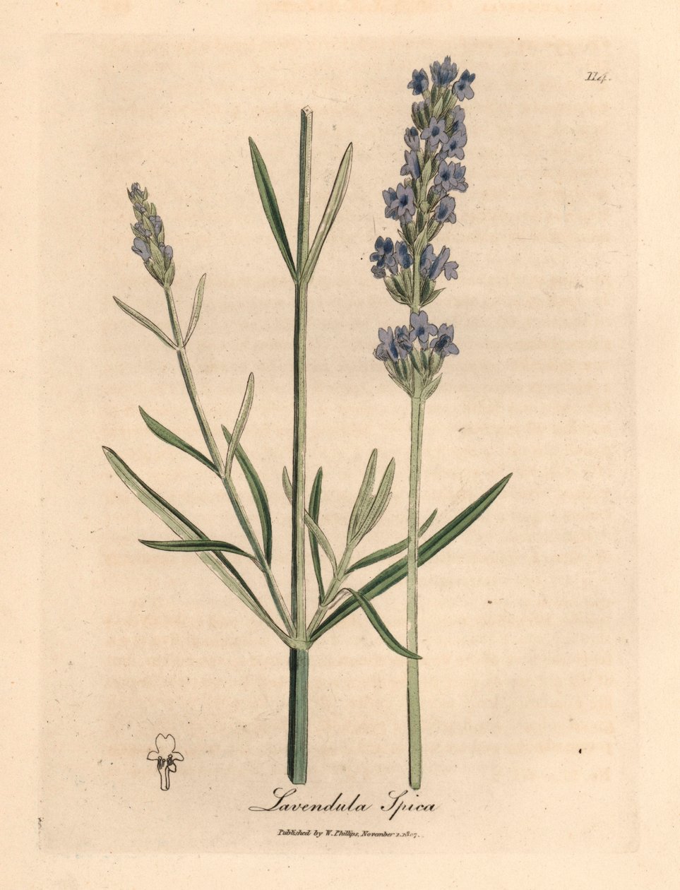 Kék virágú levendula, Lavandula spica, James Sowerby botanikai illusztrációjából William Woodville-ből és Sir William Jackson Hooker "Medical Botany" című művéből 1832 (kézszínű rézmetszet) alkotó: James (after) Sowerby